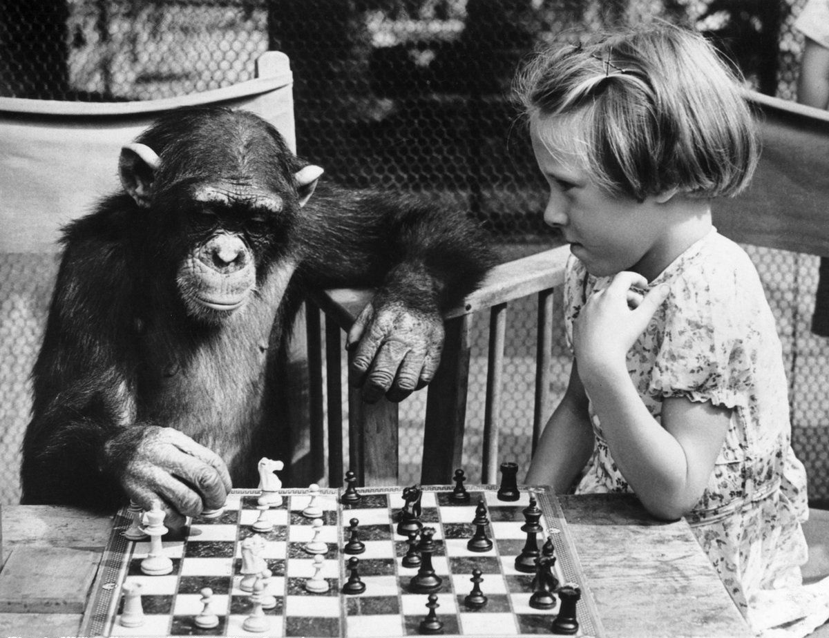 chess - chimp 2.jpg